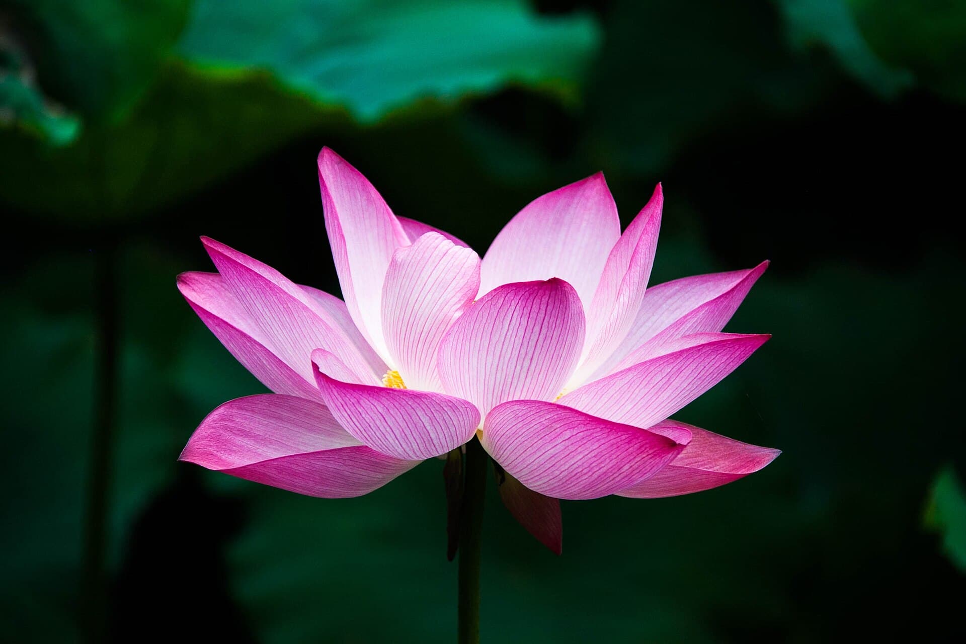 A pink lotus flower in bloom