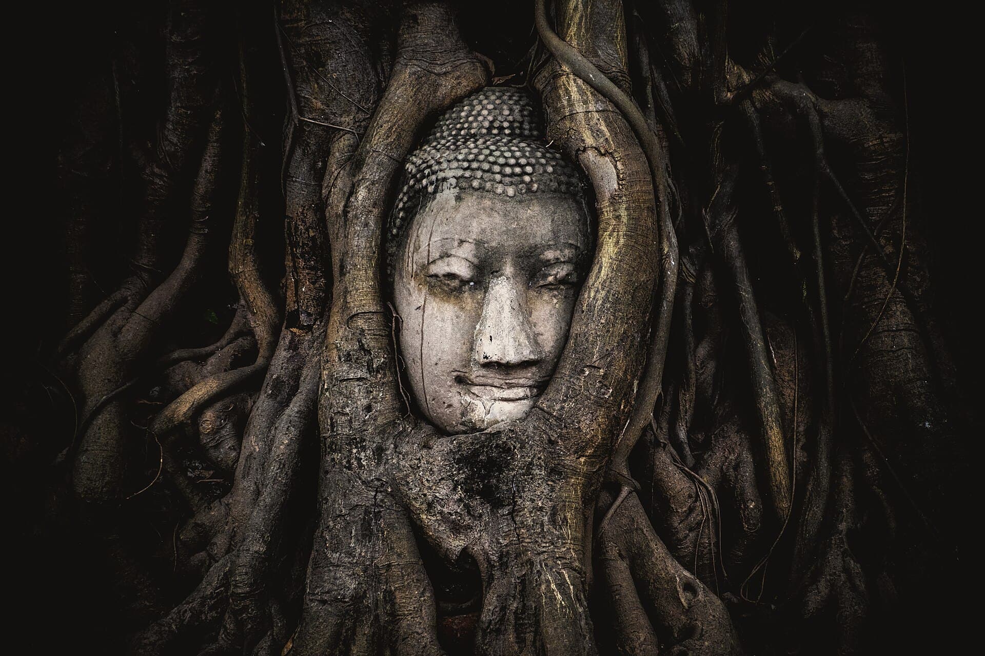 A stone Buddha head at Wat Mahathat, Ayutthaya, entwined and reclaimed by the roots of a Bodhi tree