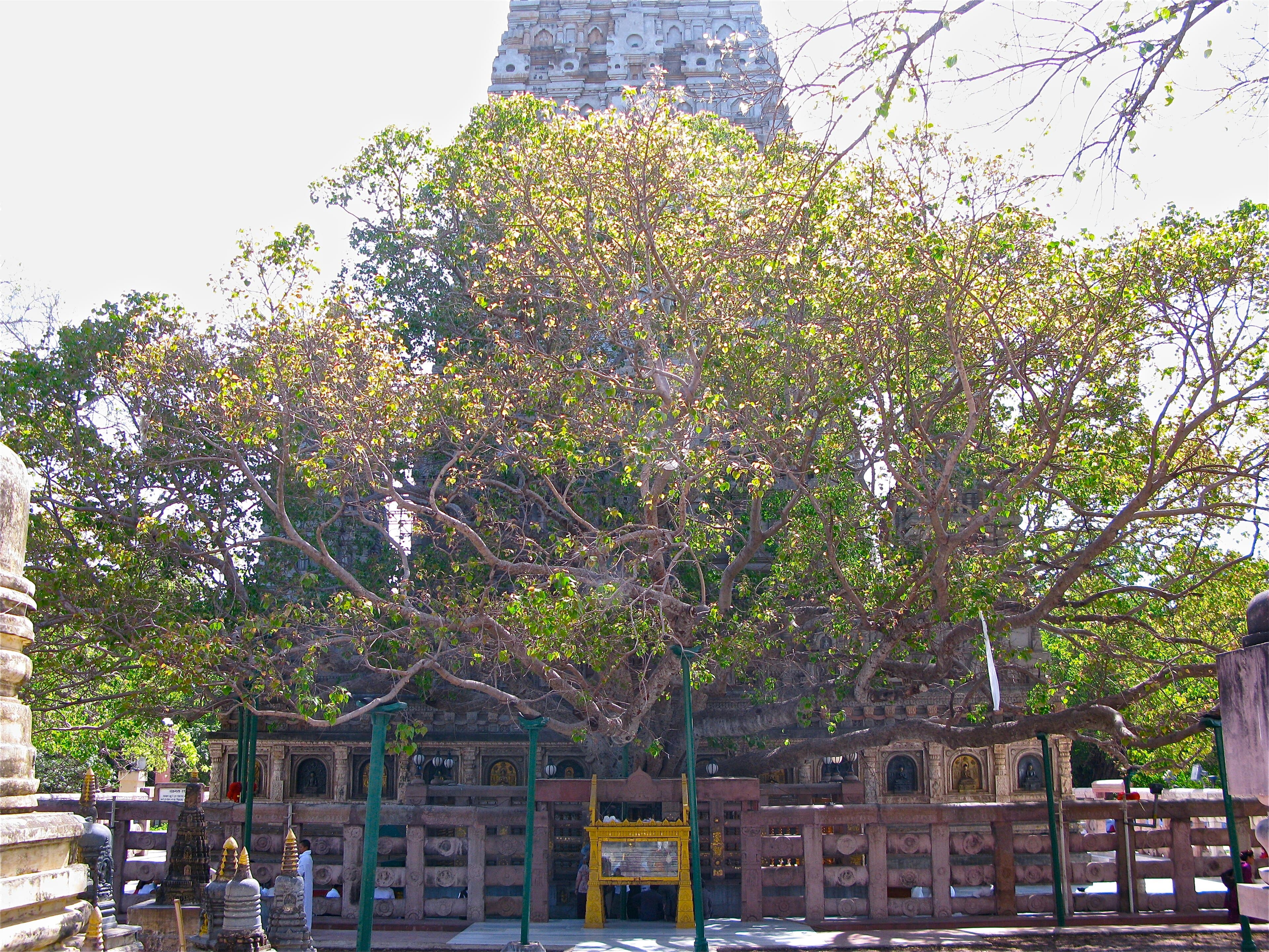 The Bodhi Tree — descendant of the tree of awakening