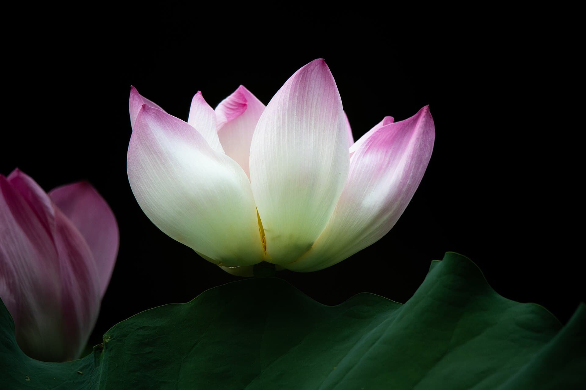 A lotus in bloom above its leaf