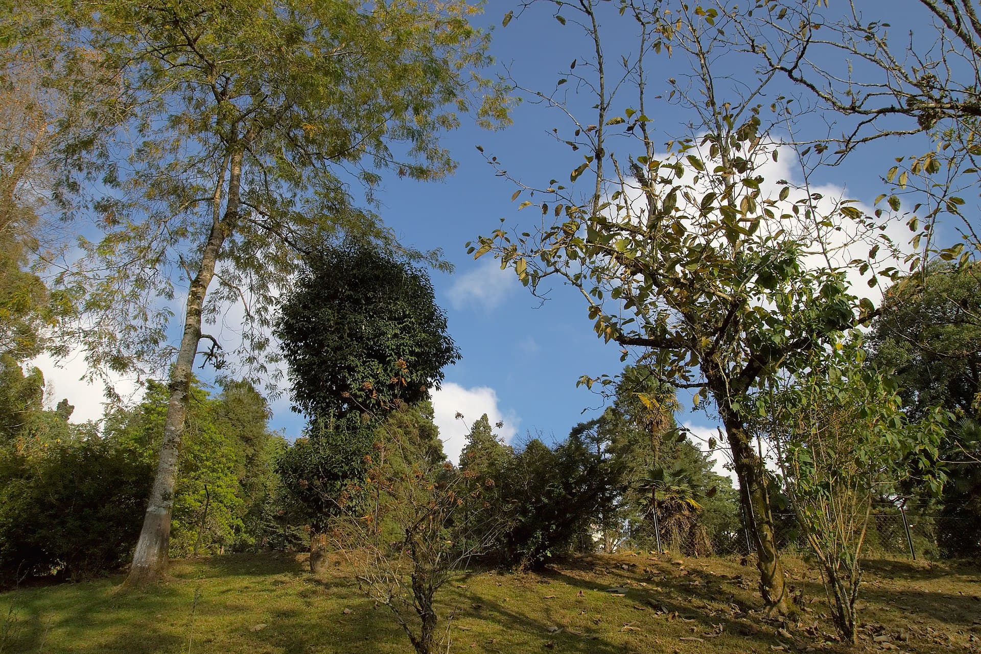 Sal forest grove — the trees the Buddha was born beneath