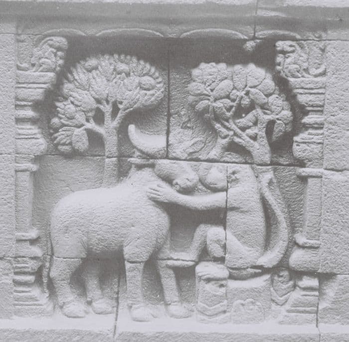 Archival photograph of a Borobudur relief panel depicting the Mahisa Jataka, a past-life tale of the Buddha illustrating the perfections